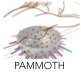 PAMMOTH logo